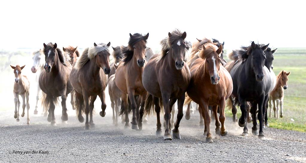 Meet the horses