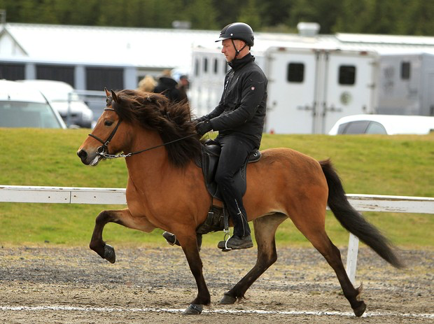 TobaksjorpSteinnesi