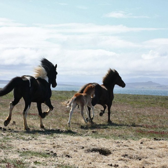 11230976_905610582838360_1755335038347262170_o