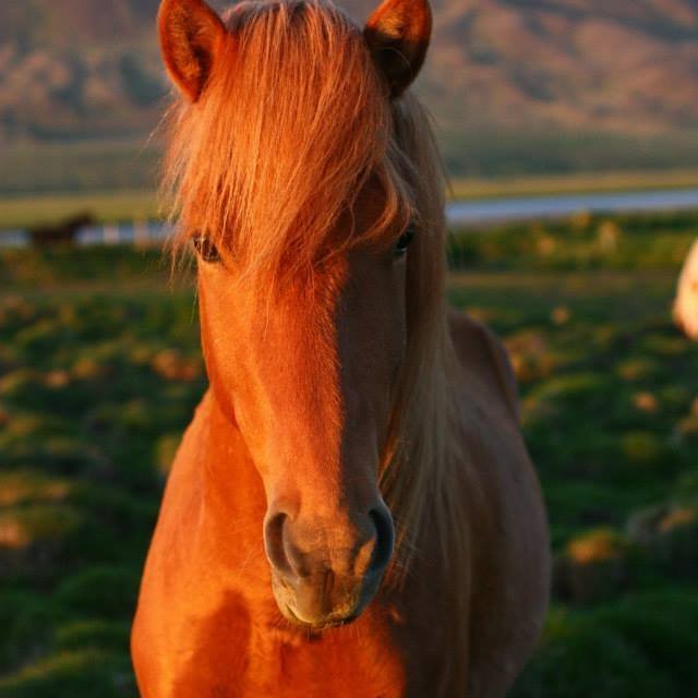 11541927_899557286777023_4553776435732407818_n