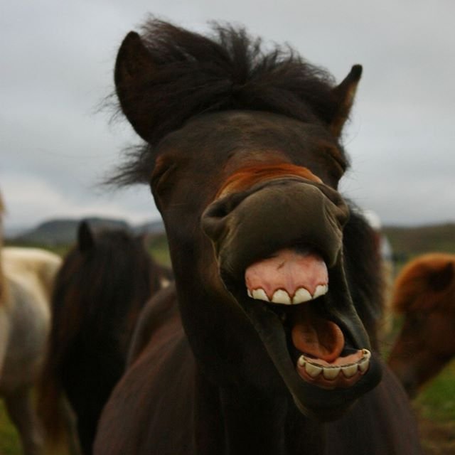 11741086_905901912809227_778957044509366909_o