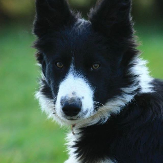 14711195_10209830575388308_7761739066144208718_o