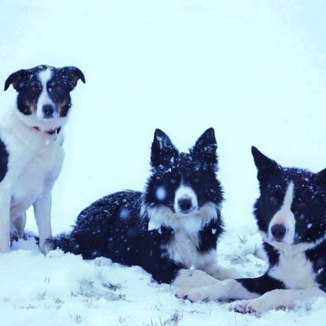 80739911_2717507148315352_7625607416347885568_n