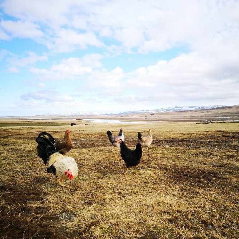 94690374_284228182577373_5066018817323302912_n