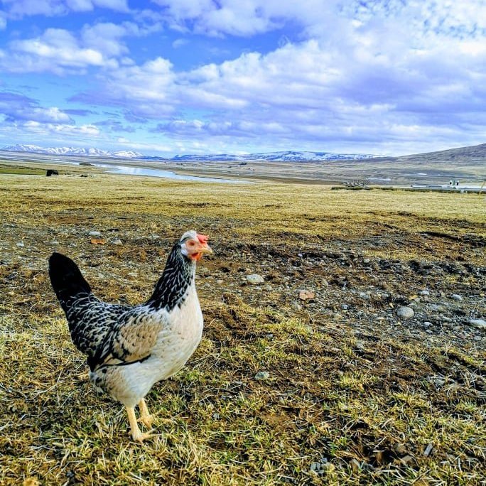 94710629_535480670453275_6640955742486528000_n