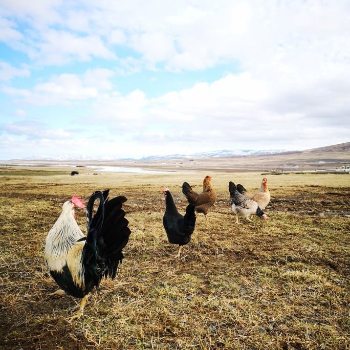 94784199_894097984386686_4194551394411216896_n