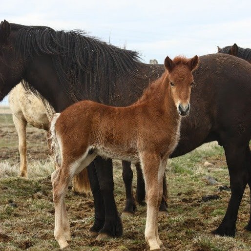 101133978_3074524759280254_8211451482487128064_n