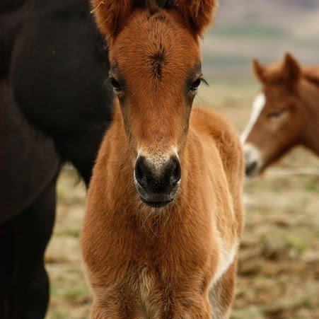 101398315_3074524935946903_5004308387911958528_n