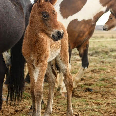 82231249_3074524939280236_2629647693240074240_n