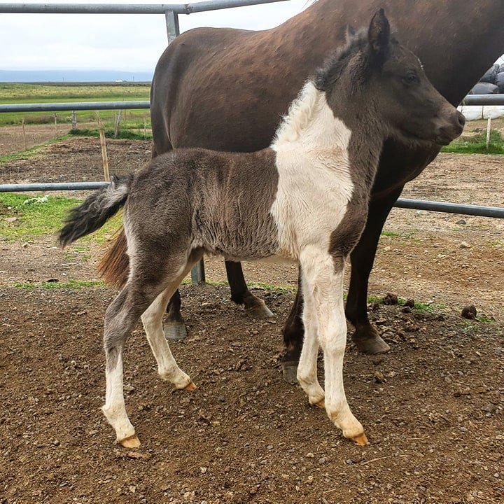 69036755_1862902247189093_8164520671196479488_n